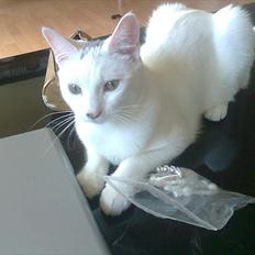 Blanding af racer FenjaH