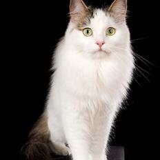 Sibirisk Kat Larissa