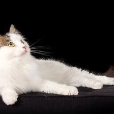 Sibirisk Kat Larissa