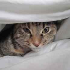 Blanding af racer Nemo