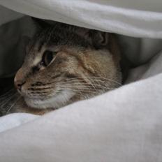 Blanding af racer Nemo