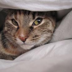 Blanding af racer Nemo