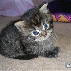 Blanding af racer Pixie