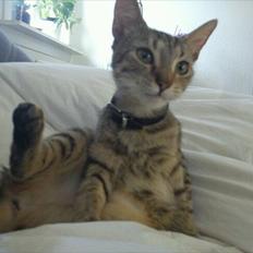 Blanding af racer Paint'Zooy