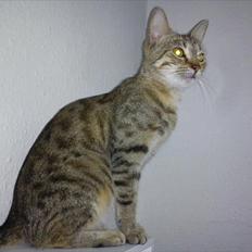 Blanding af racer Paint'Zooy