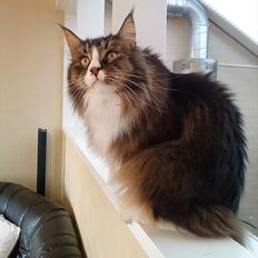 Maine Coon Tulio (WhyCoon's Domingo)