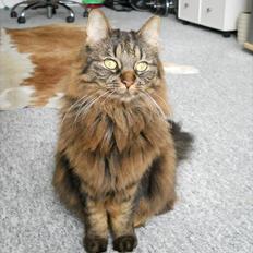 Blanding af racer Luna