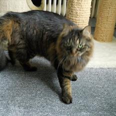 Blanding af racer Luna