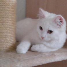 Maine Coon Emma - RIP