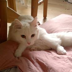 Maine Coon Emma - RIP