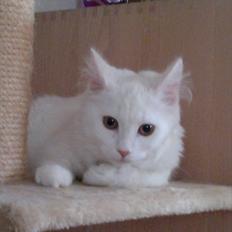 Maine Coon Emma - RIP