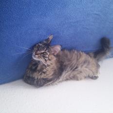 Blanding af racer Puff