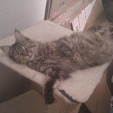 Blanding af racer Puff