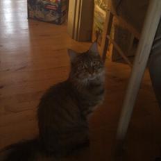 Blanding af racer Puff