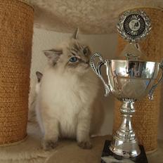 Ragdoll DK Vandoll Incredible Iris