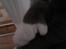 Blanding af racer Ufo - Ufo er polydactyl kat ligesom sin søster. Hun har en ekstra klo på alle poter.