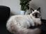 Ragdoll Calipso