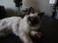 Ragdoll Calipso