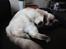 Ragdoll Calipso