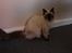 Ragdoll Calipso