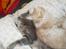 Blanding af racer Main coon bla. Iggy...