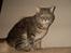 Blanding af racer Main coon bla. Iggy...