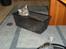 Blanding af racer Main coon bla. Iggy...
