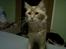 Maine Coon Basse