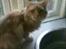 Maine Coon Basse