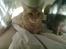 Maine Coon Basse