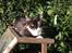 Huskat Cleo