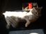 Maine Coon Basse