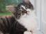 Maine Coon Krammedyret Yankie Bar