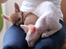 Cornish Rex DK Felis Schwencke Eowyn *Baby Boogie* - Dejlige Boogie putter med min Chihuahua :)
12/10-2011