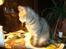 Huskat misse