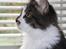 Maine Coon Krammedyret Yankie Bar