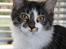Maine Coon Krammedyret Yankie Bar