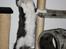 Maine Coon Krammedyret Yankie Bar