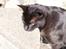 Huskat Loke