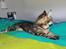Maine Coon Donderboss Faith