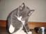 Huskat Mulle