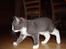 Huskat Mulle
