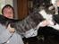 Maine Coon Krammedyret Yankie Bar