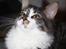 Maine Coon Krammedyret Yankie Bar