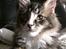Maine Coon Tulio (WhyCoon's Domingo)