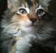 Huskat / Maine Coon Diva