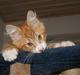 Maine Coon Ludvig Due Jensen