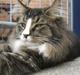Maine Coon Tulio (WhyCoon's Domingo)
