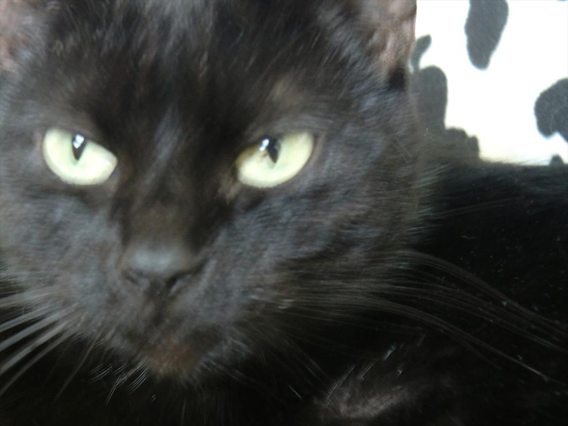 Huskat Tiger billede 4