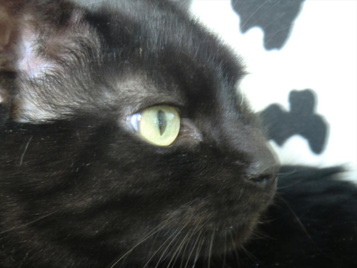 Huskat Tiger billede 5